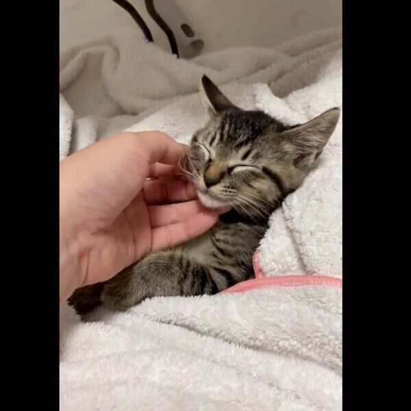 気持ちよさそうにするうりちゃん