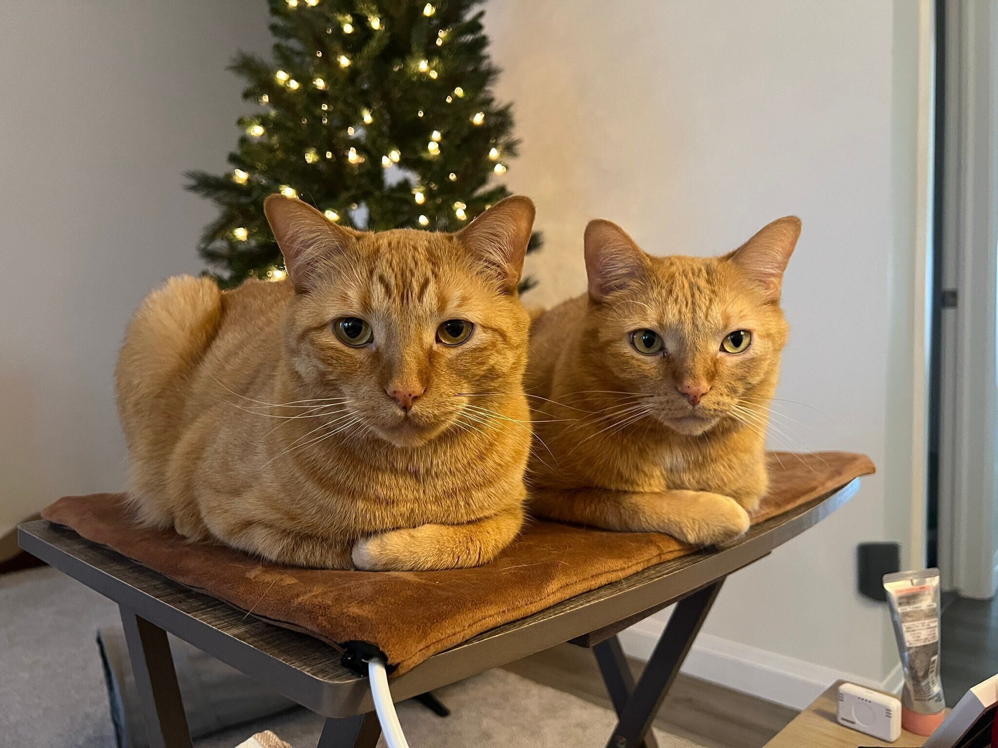 成長したコテツくん、トラくん