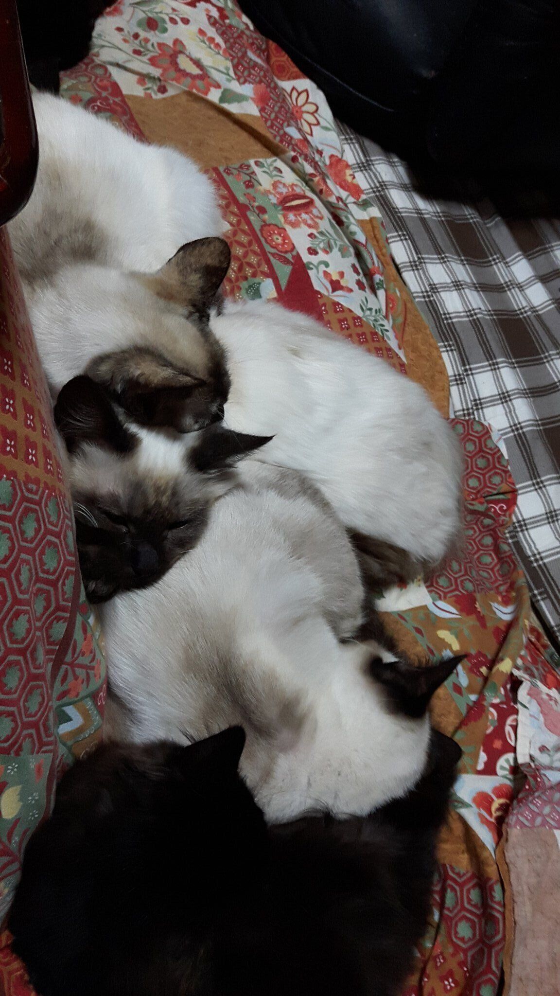 猫団子になる猫たち