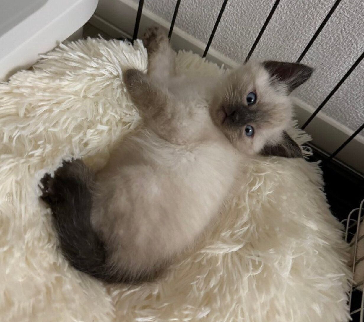 お迎えしたころのすずりちゃん