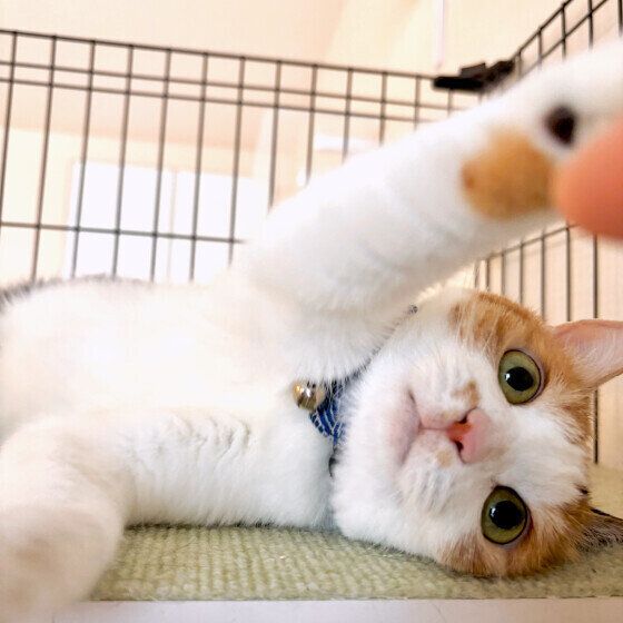 ちょいちょいをする扇ちゃん