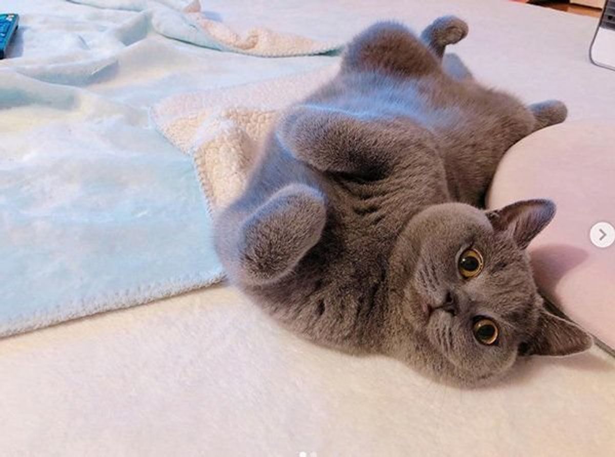 かわいいニャンコを触ろうとすると 最高すぎるリアクションに思わず爆笑 ねこのきもちweb Magazine かわいいニャンコを触ろうとすると 最高すぎるリアクションに思わず爆笑 ねこのきもちweb Magazine