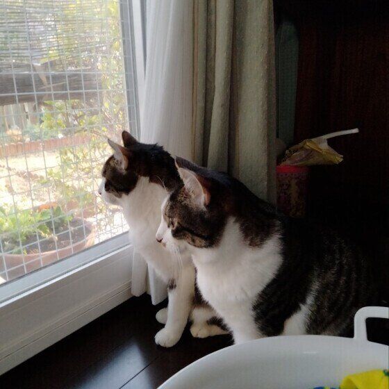 Mix（キジトラ）のがんもくんたち♪