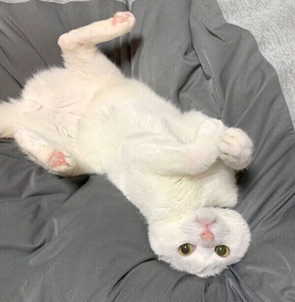 耳がなくなってしまったハク様