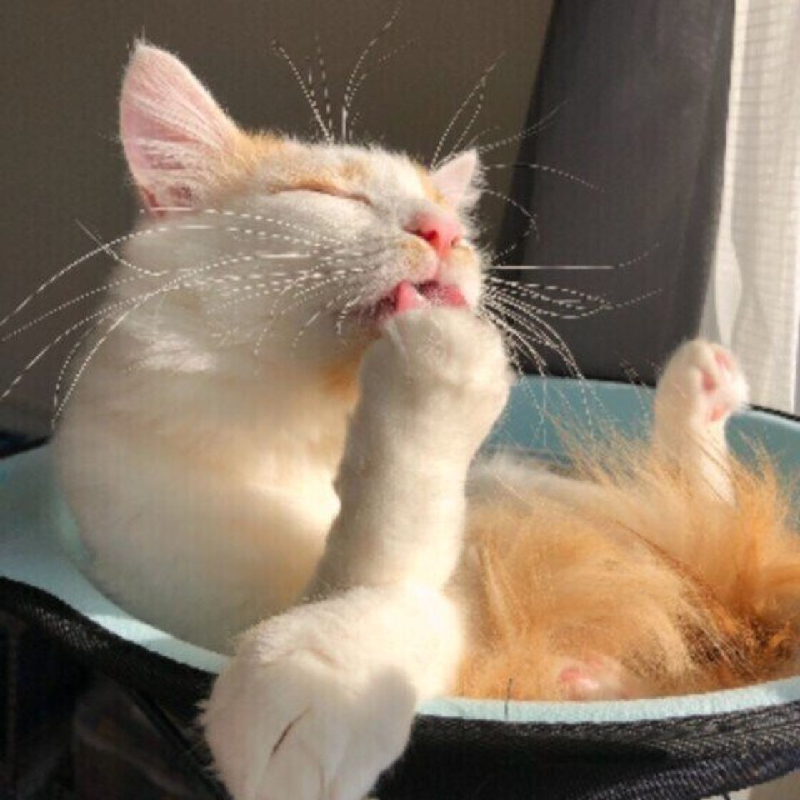 猫の毛づくろいは毛並みを整えるためだけじゃなかった ねこのきもちweb Magazine 猫の毛づくろいは毛並みを整えるためだけじゃなかった ねこのきもちweb Magazine