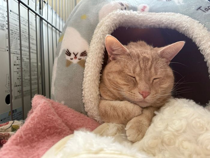 気持ちよさそうに眠るちくわちゃん