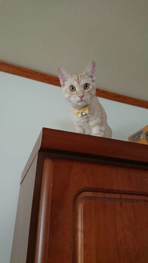 家具に登る茶トラ