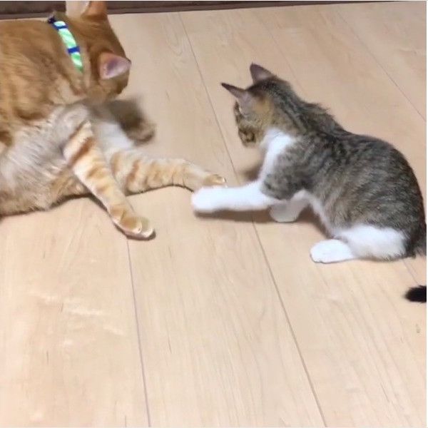 しっぽじゃらし大好きニャンコ