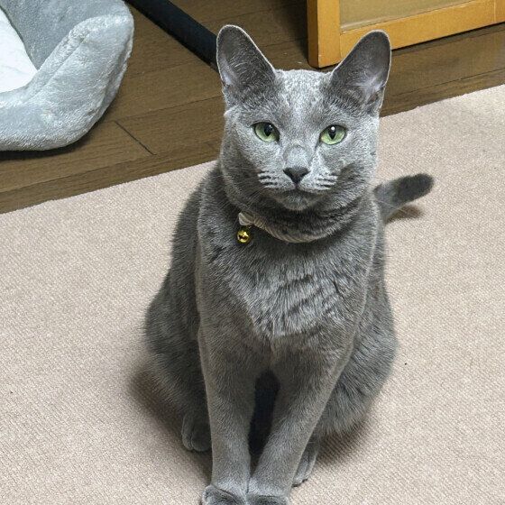 お座りするロシアンブルー