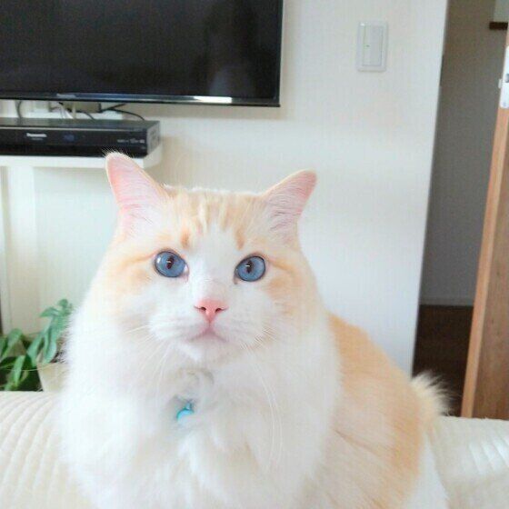 おめめがきれいなラグドール