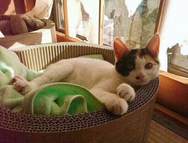 やんちゃだった子猫時代のしゃけちゃん