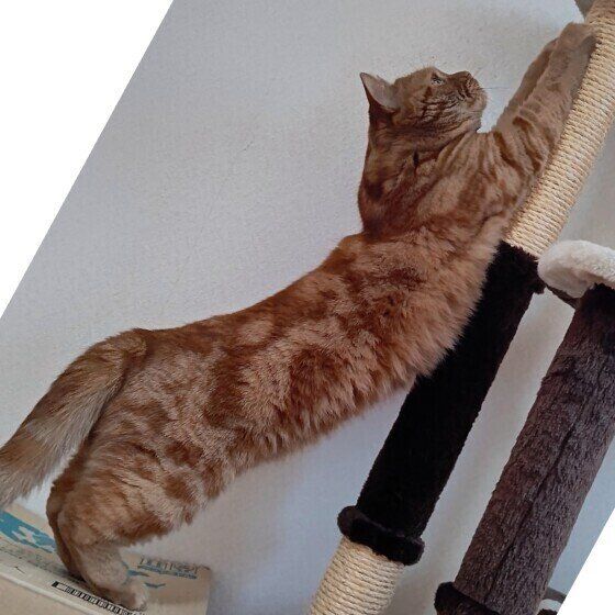 アメリカンショートヘアの龍太くん  