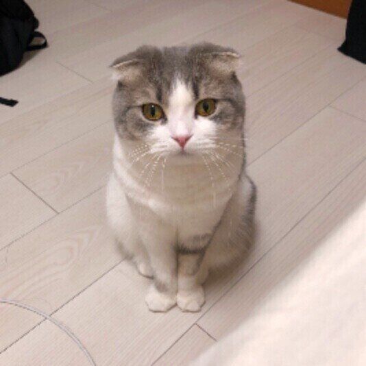 お座りするくうちゃん（スコティッシュフォールド）