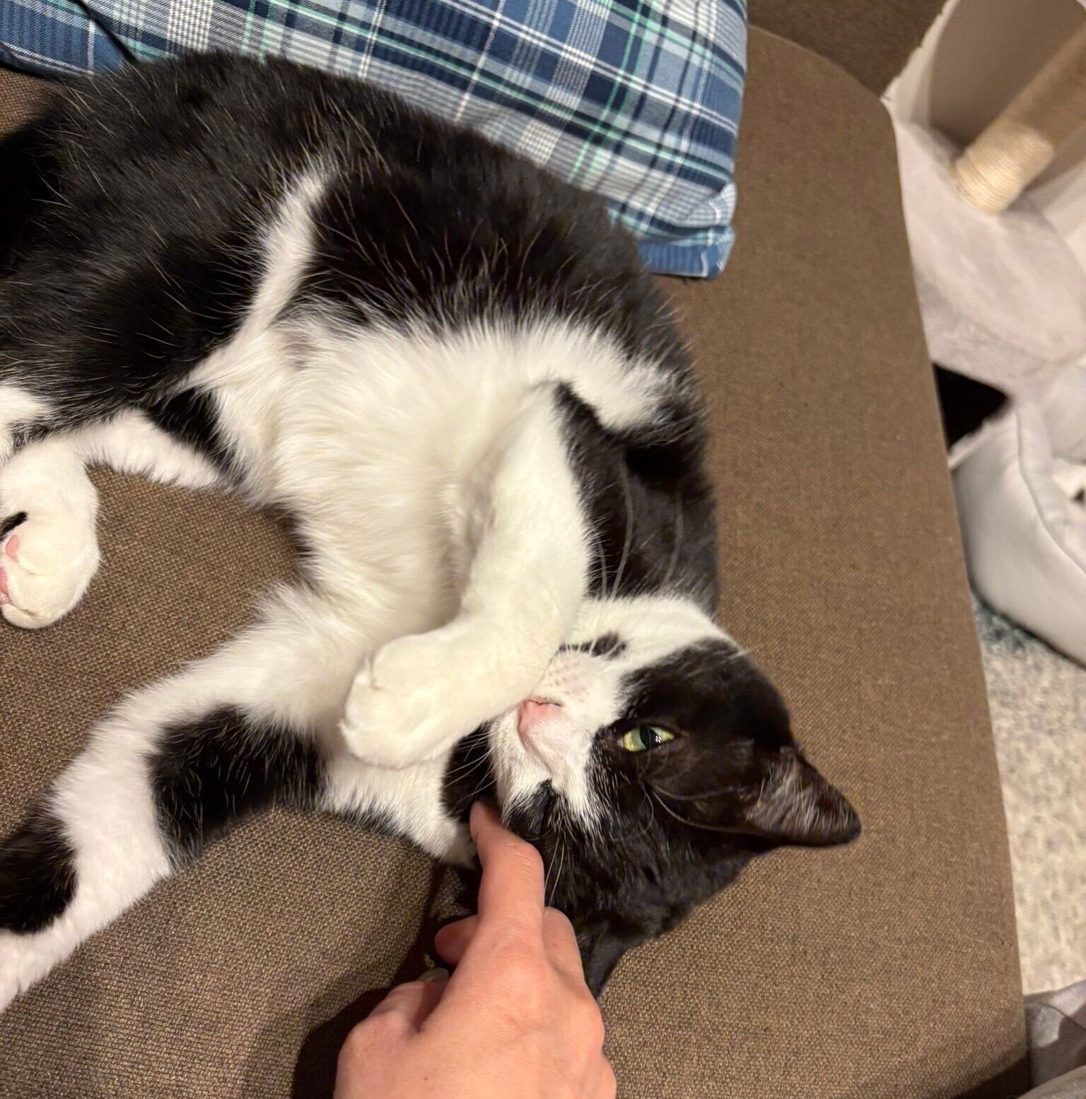 ソファでゴロゴロするオリビアちゃん