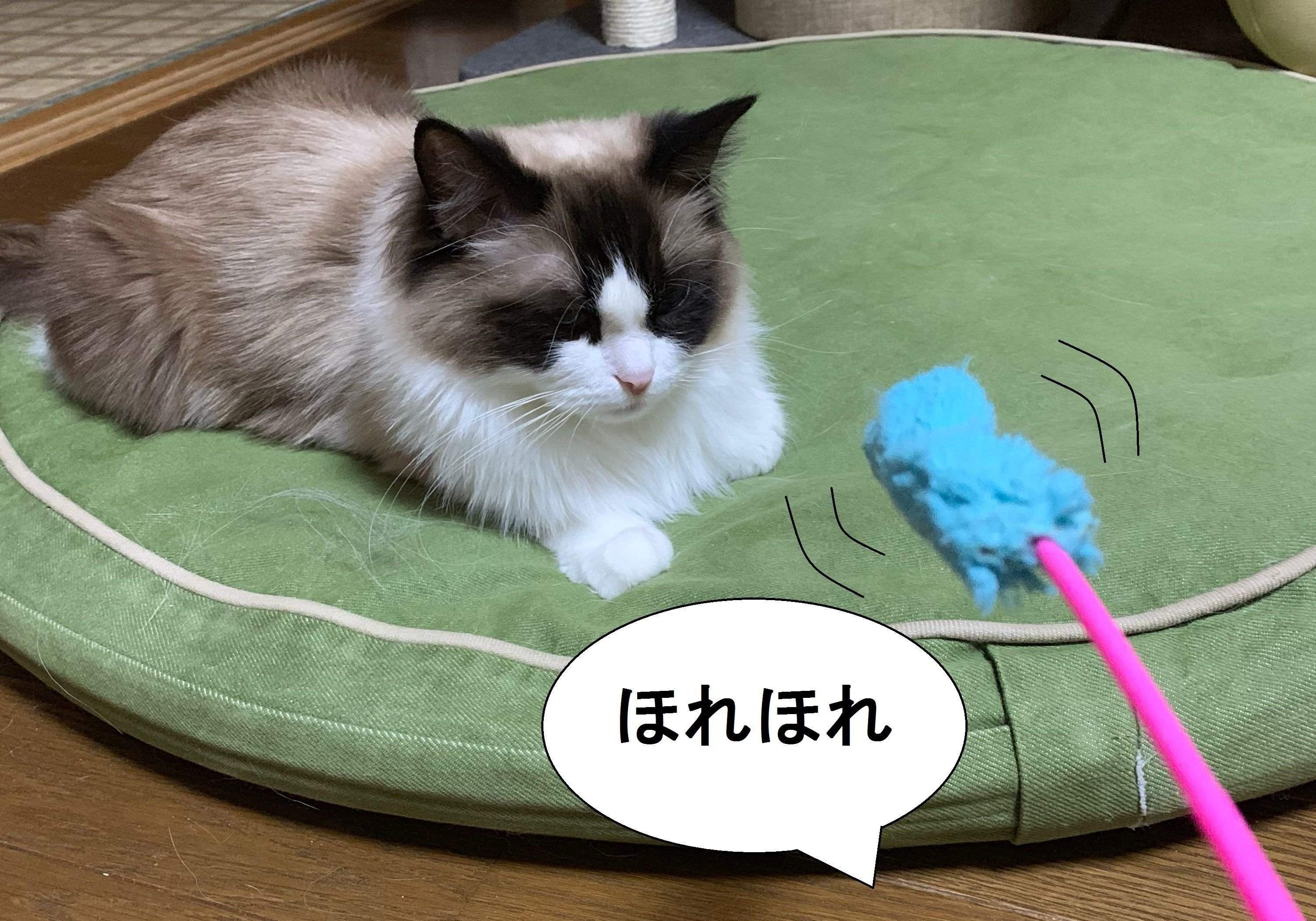 画像／ねこのきもち2019年８月号『猫よ、すんのかい　せんのかい　せーへんのかいっ！』