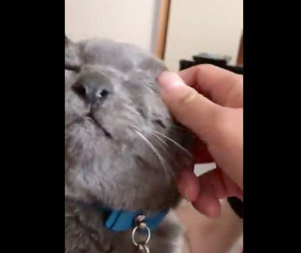 飼い主さんにナデナデしてもらうニャーゴチンちゃん