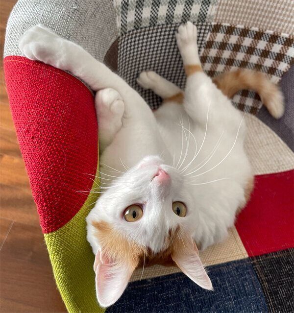 見つめるココくん