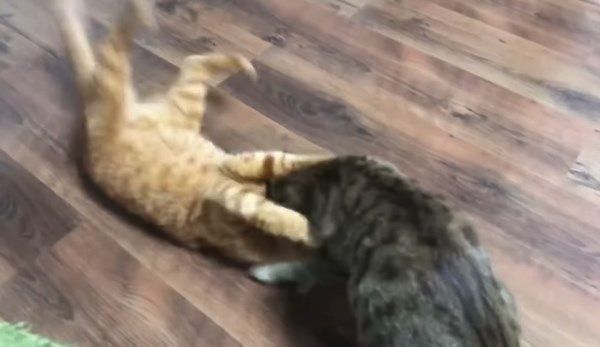 レーザーポインターを狙う猫