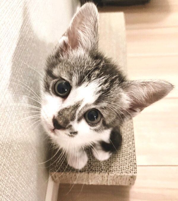 見つめるししゃもちゃん