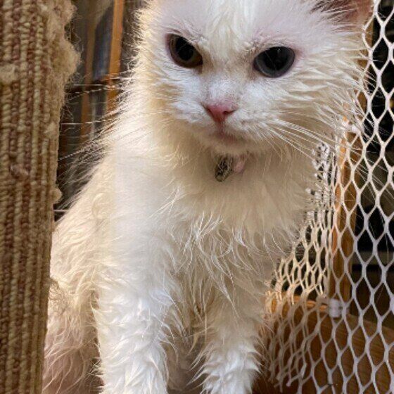 シャンプーするスコティッシュフォールド