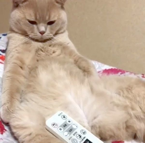 リモコンが気になるブリティッシュショートヘア