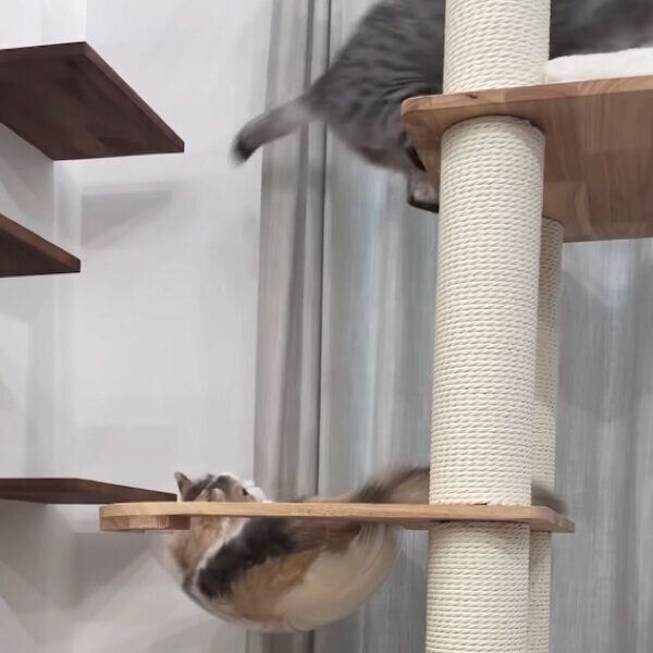 じゃれ合うあずさちゃん、あおいちゃん