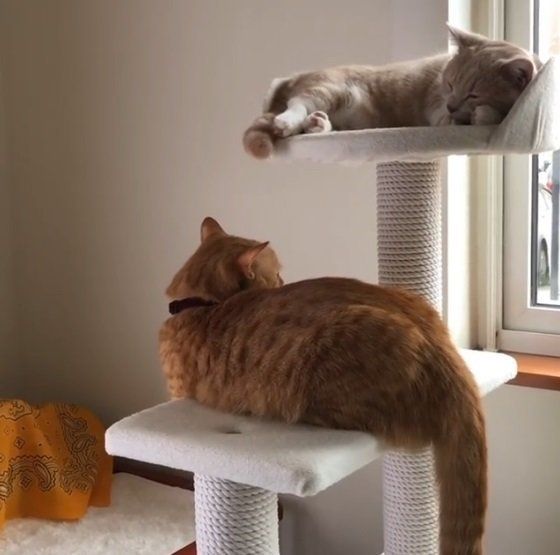 キャットタワーにいるマンチカン