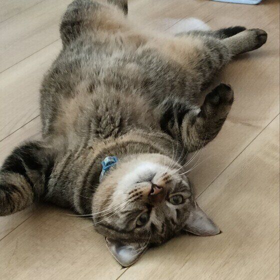 へそ天するキジトラ猫