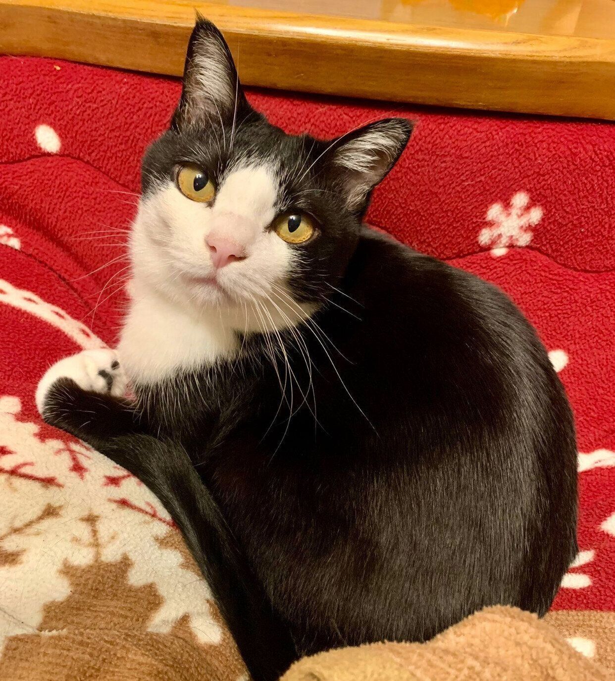 飼い主さんの膝の上に乗るカツオくん