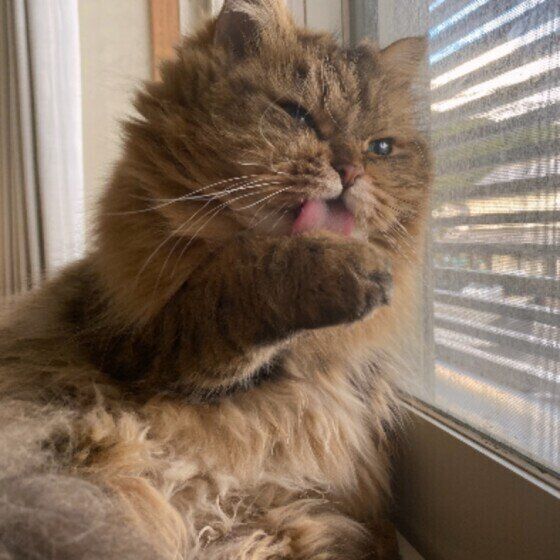 毛づくろいする猫（サイベリアン、オス）