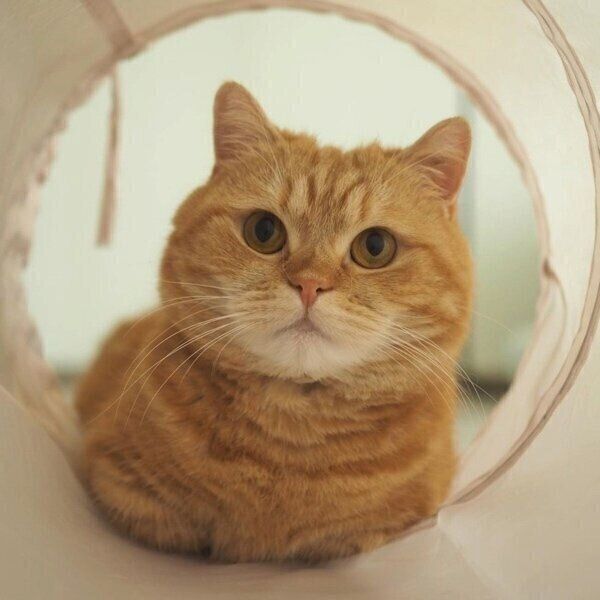 トンネルでキメ顔のジュノちゃん