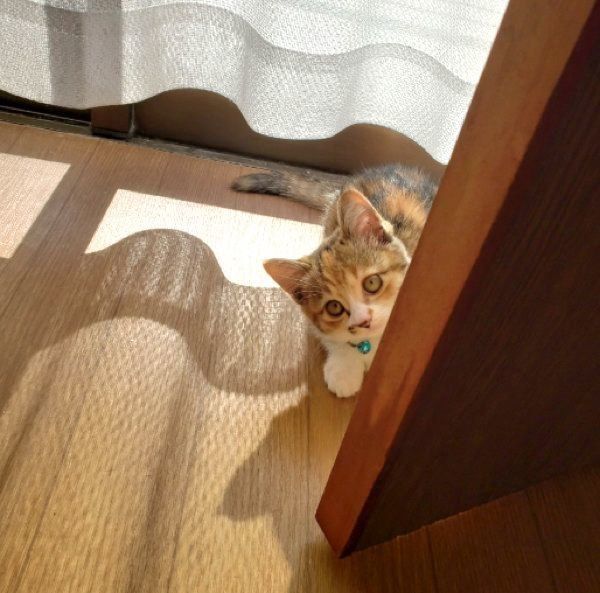 見つめるうみちゃん