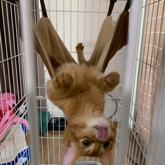 アビシニアンのシンバちゃん