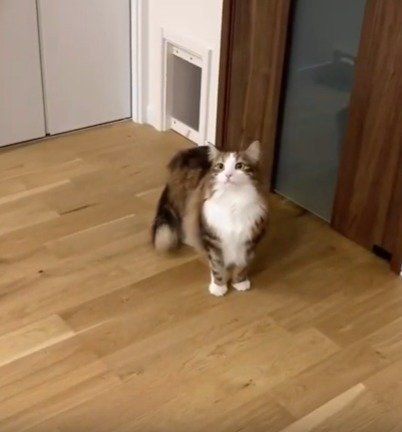 猫　ライカちゃん