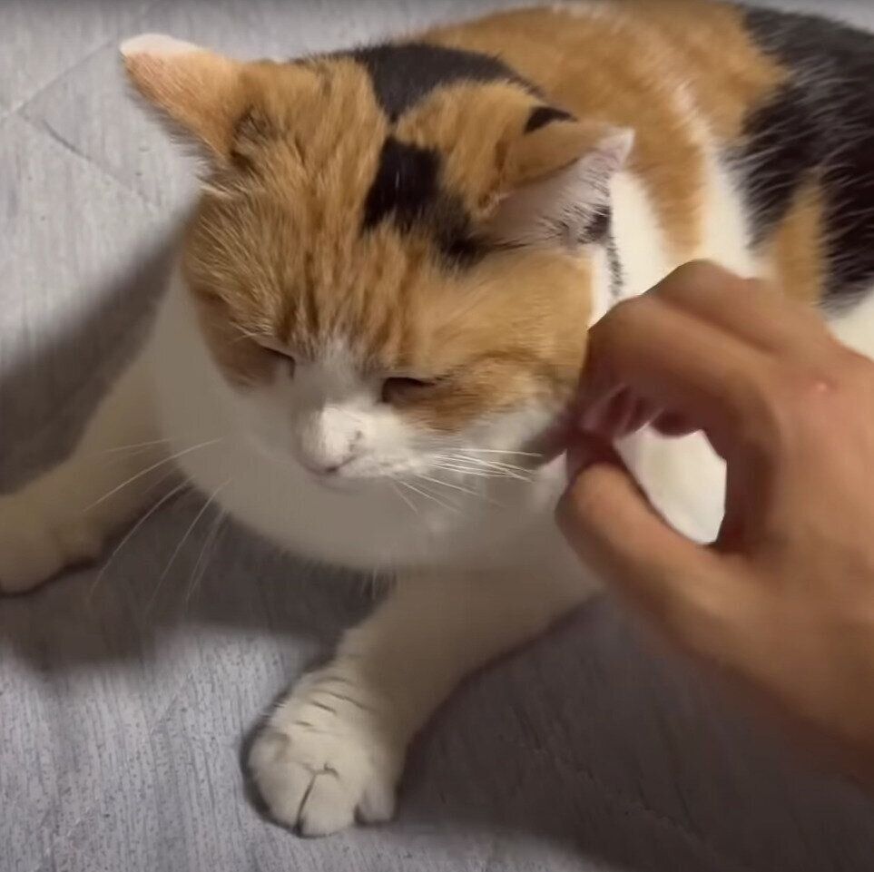 飼い主さんになでられるミケちゃん