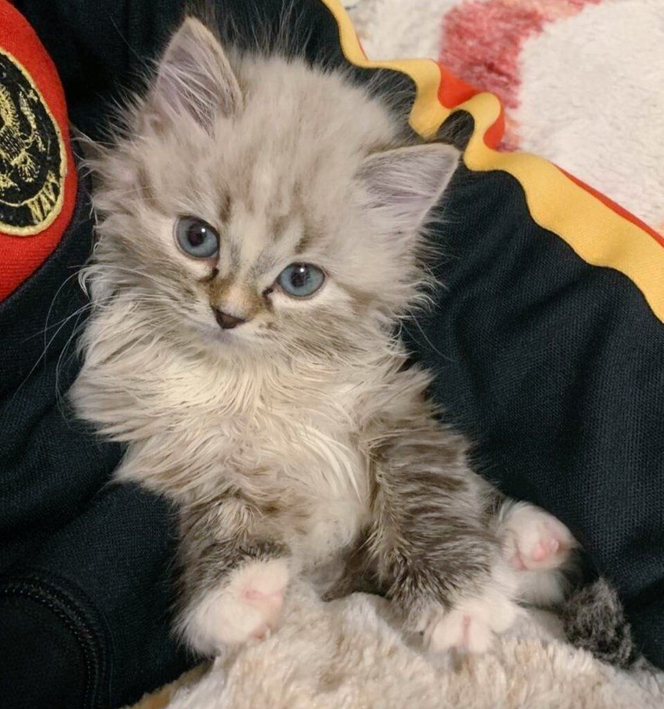 生後4カ月のサイベリアン