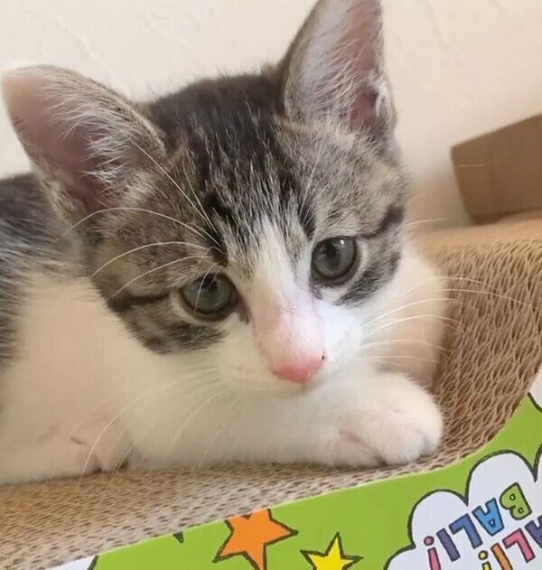 見つめるコタツくん