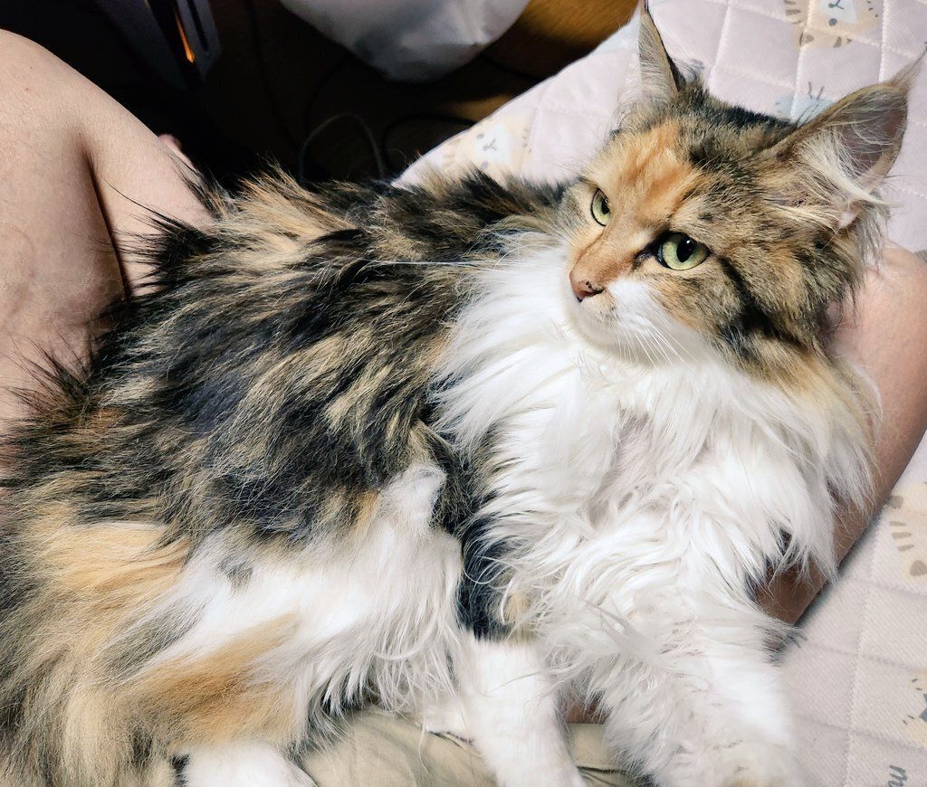 飼い主さんに甘えるメインクーン