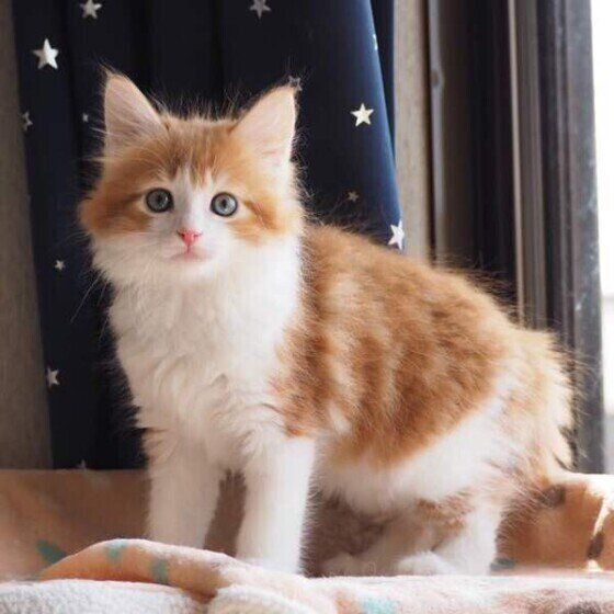 メインクーンのゆづきくん