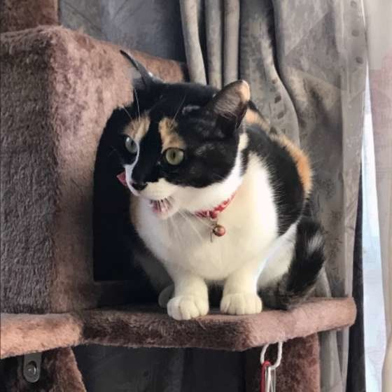 口を開ける三毛猫