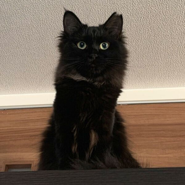 お迎えから1週間ほどのエメちゃん