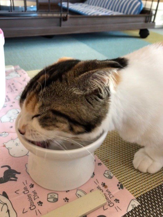 カラーとれました✨ご飯も食べやすいにゃ〜