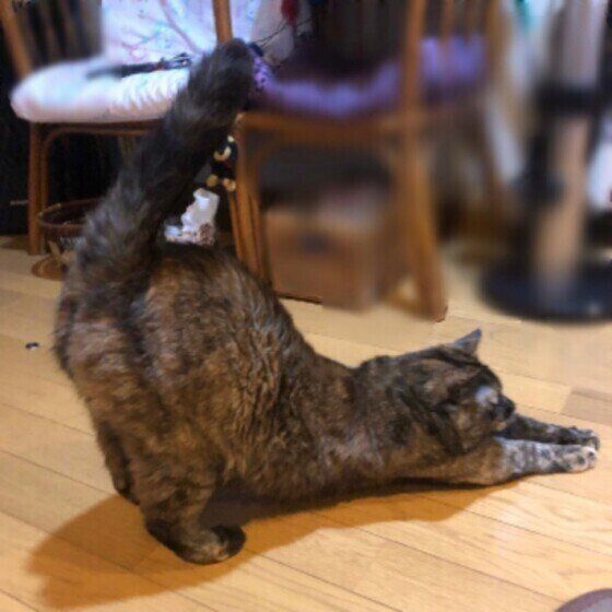 伸びるポンちゃん（MIX）