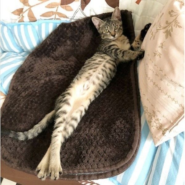 体の一部が長いニャンコ