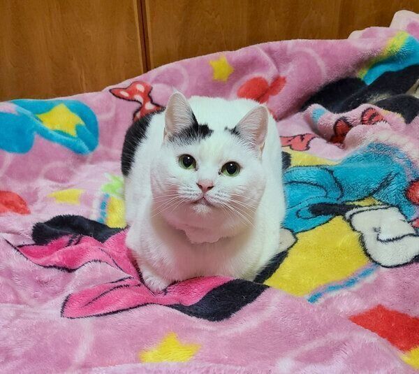 くつろぐチロちゃん