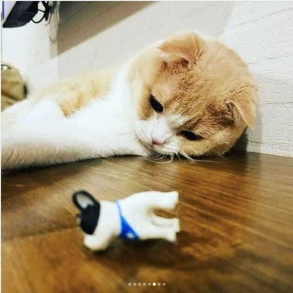 ワンコのおもちゃと戦うニャンコ