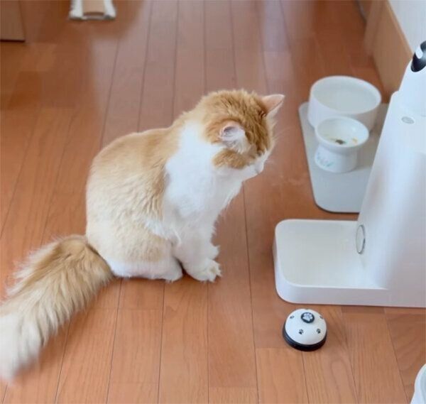 ベルを見つめるりりちゃん