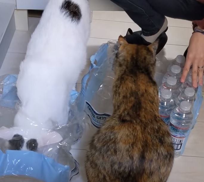 ペットボトルの水と猫