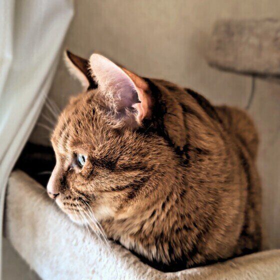 くつろぐ茶トラ