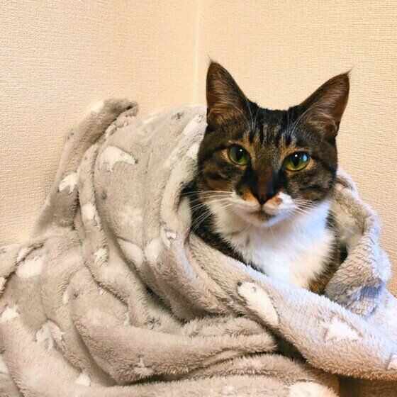 キジトラのまるちゃん